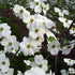 Appalachian Spring Dogwood