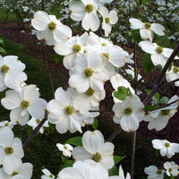 Appalachian Spring White Dogwood in full bloom