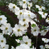Appalachian Joy Dogwood