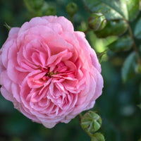 Clusters open brightly across Apricot Drift Rose foliage