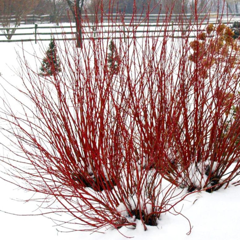 Red Twig Dogwood, Coral Red Bark, Great For Erosion Prevention and Mass Plantings Have a Stunning Winter Visual Impact