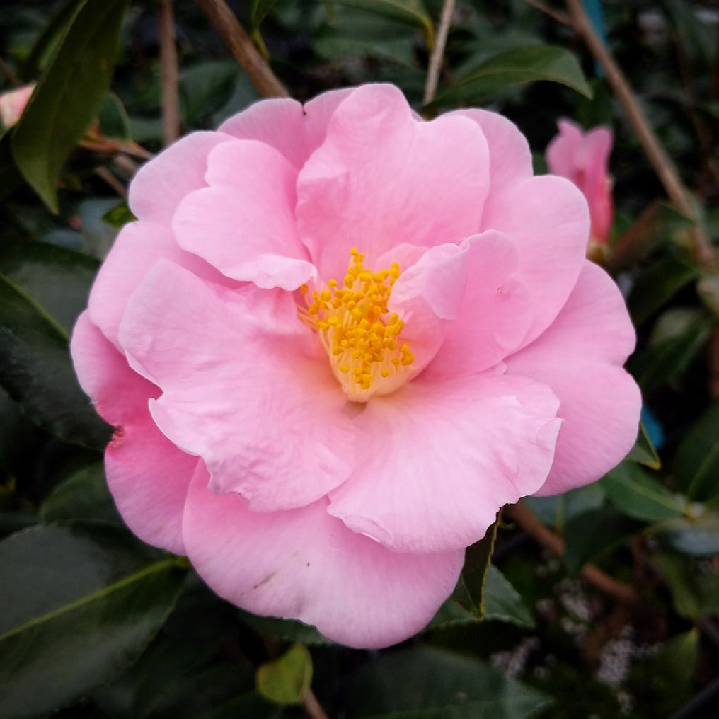 Arctic Dawn Camellia-Coral pink Semi Dbl Blooms