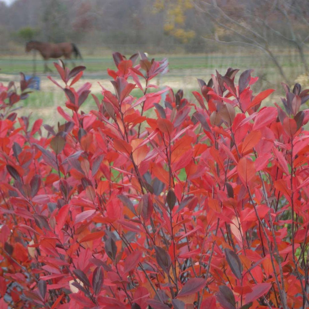 Brilliantissima Aronia