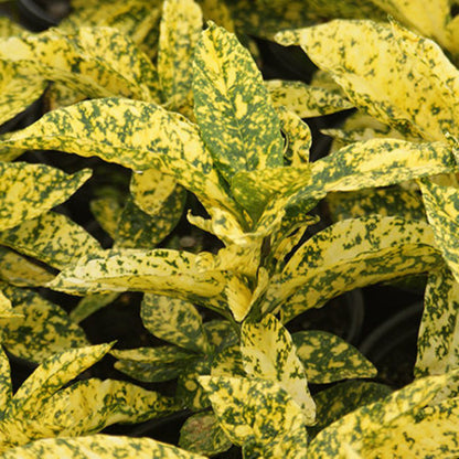 Aucuba Japonica Marmorata
