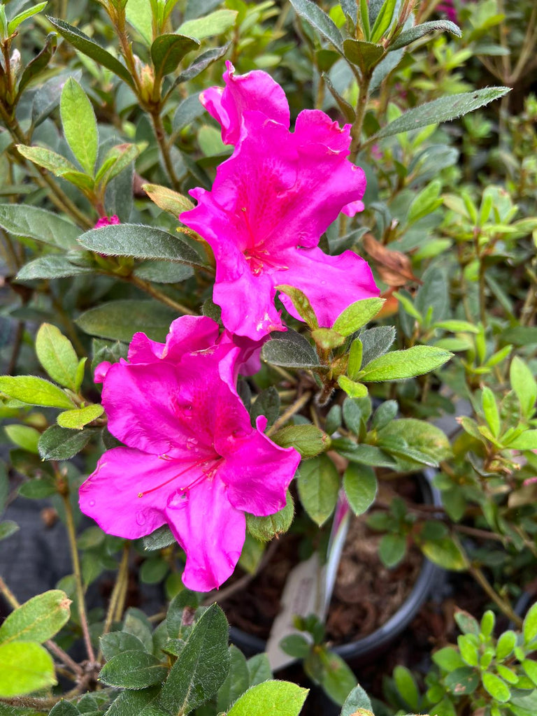 Autumn Royalty Encore Azalea-Reblooming Purple Azalea, Delivers Up To 3 Flushes of Blooms a Year