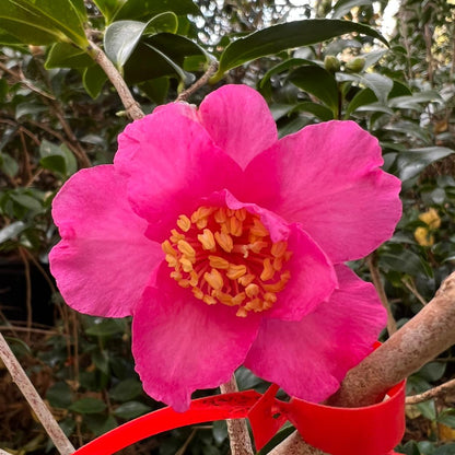 Camellia Autumn Sun-Stunning Showy Red Rose Blooms