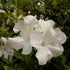 Autumn Ivory Encore Azalea