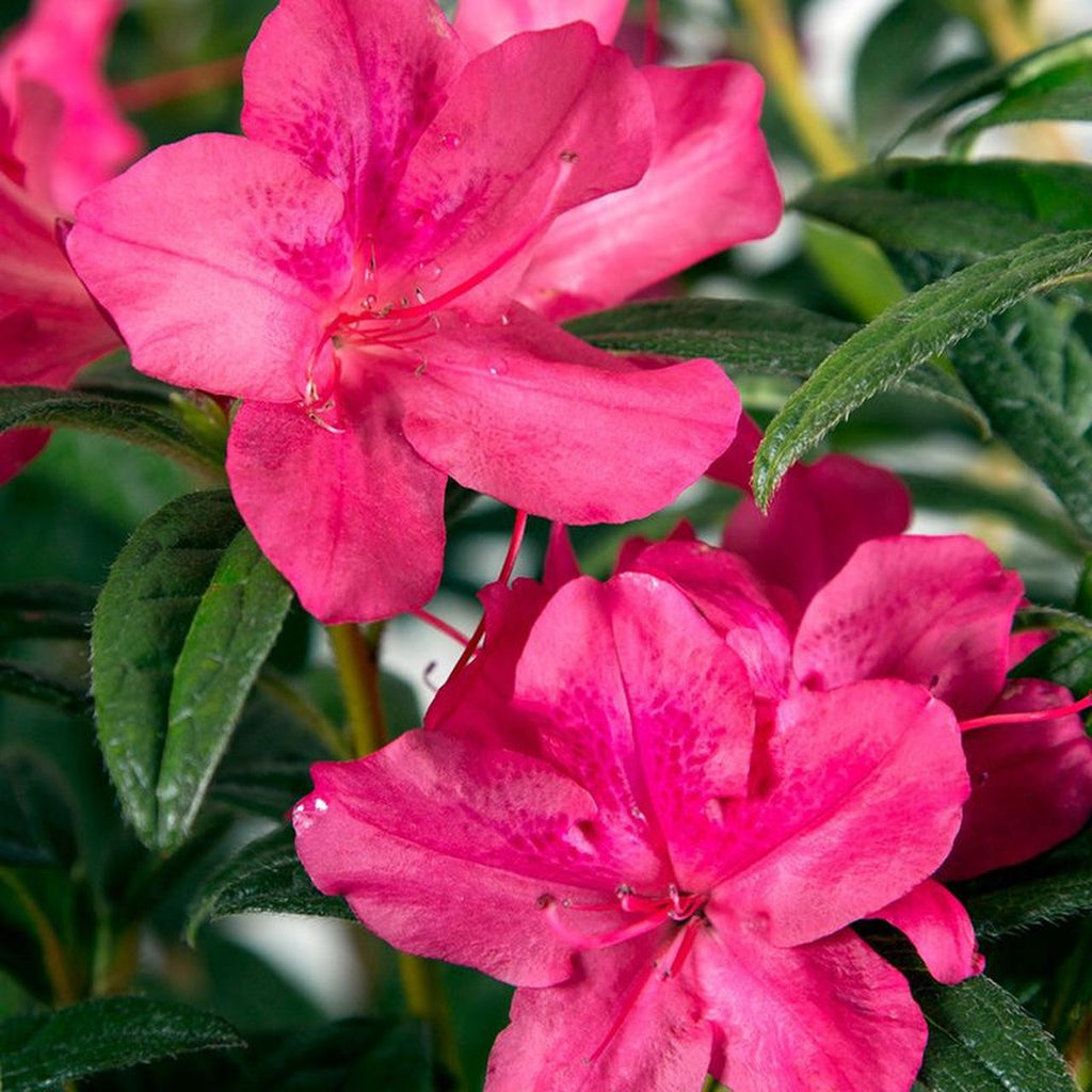 Autumn Jewel Encore Azalea