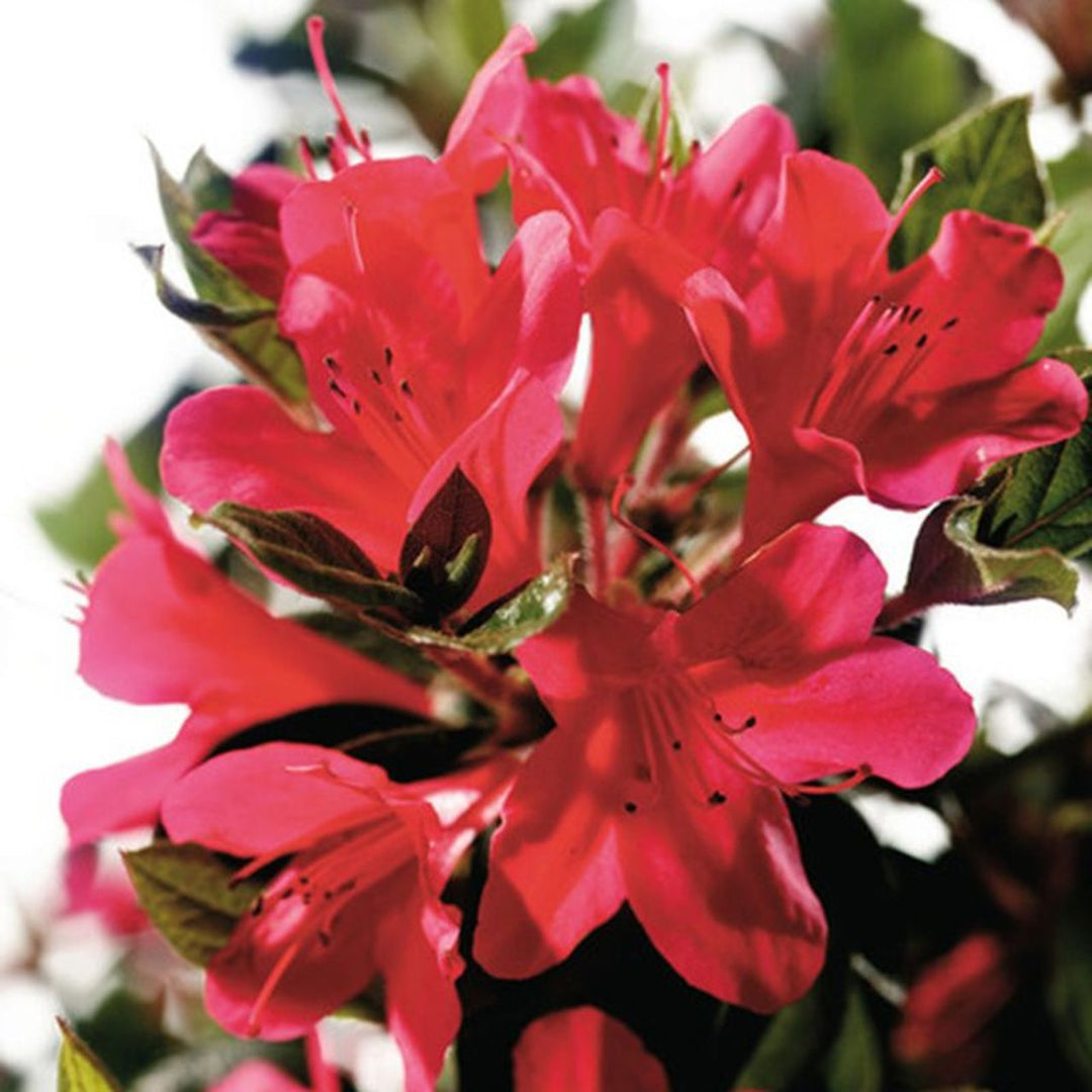 Autumn Ruby Encore Azalea