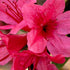 Autumn Cheer Encore Azalea