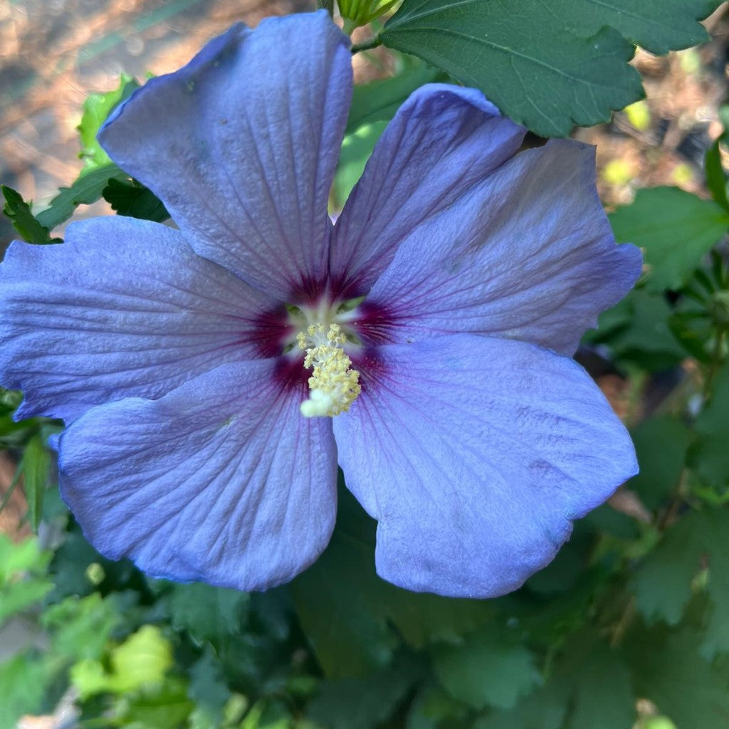 Hibiscus Azurri Blue Satin Shrub Blue with Purple Throat | The Hibiscus  Azurri Blue Satin Shrub is a stunning addition to any garden. Grown in warm