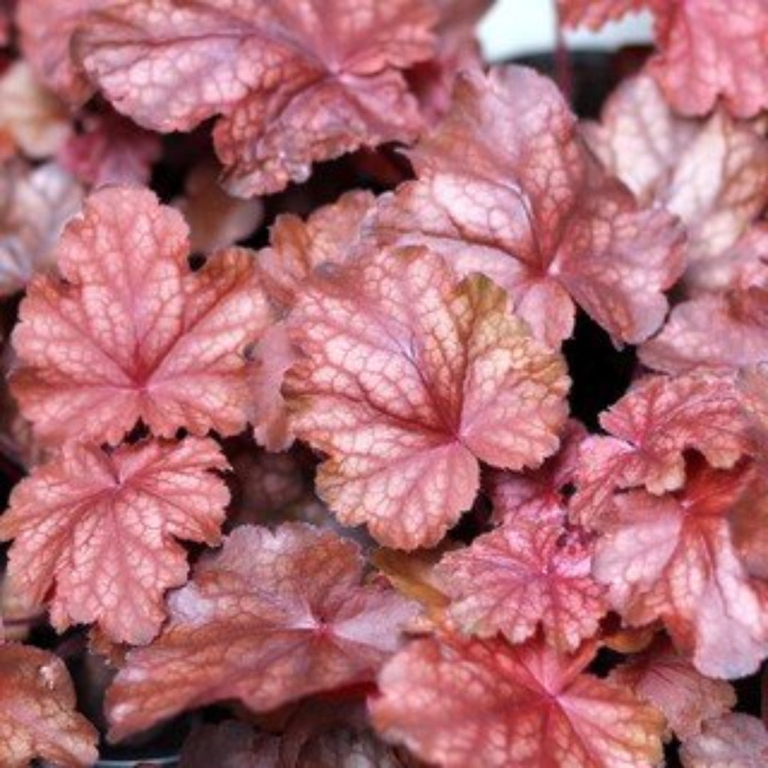 (1 Gallon Plant), Heuchera &