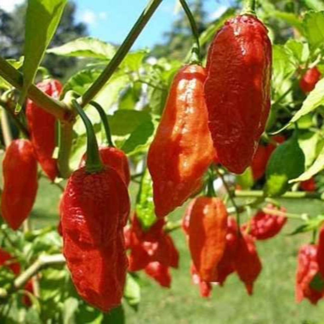 (Liner/Starter) - Ghost Pepper Plant, Ghost Chili, Hottest Chili Pepper