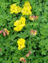(4.5 Inch Pot/10 Count Flat) Lotus Corniculata &
