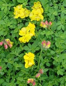 (4.5 Inch Pot/10 Count Flat) Lotus Corniculata 'Plenus'