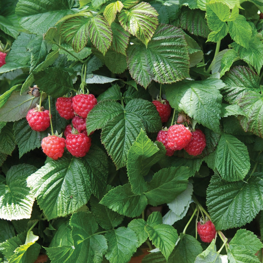 Raspberry Shortcake