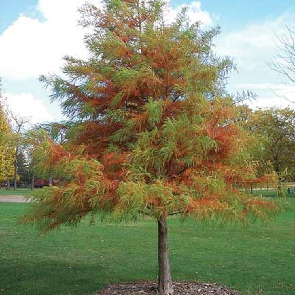 Bald Cypress- Leave Like Feather, Tall Pyramidal Shape Tree, Great For Wet Spots