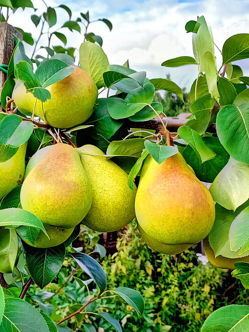 Buy Bartlett Pear Tree Plants & Trees Online