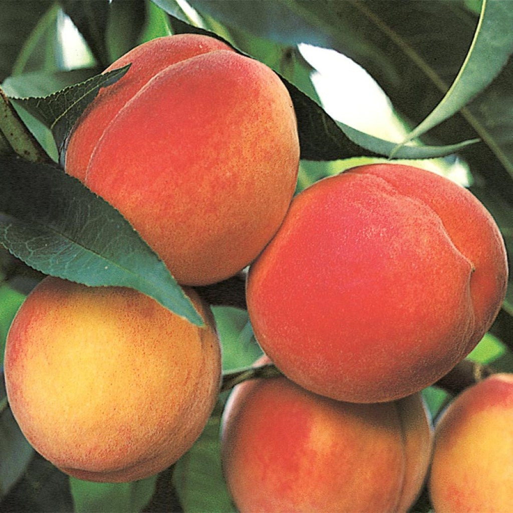 Belle of Georgia Peach Tree with ripe fruit