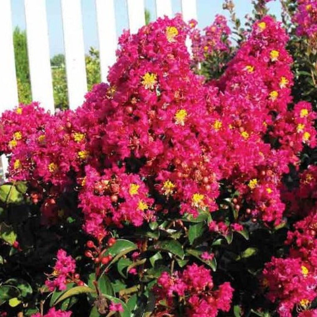 Berry Dazzle® Crape Myrtle, Stunning Dwarf, Compact Mounded Shrub, Gorgeous Fuchsia Blooms From Summer To Fall (Hydrangeas Shrub, Evergreens, Gardenia