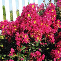 Berry Dazzle dwarf crape myrtle blooming with vibrant pink flowers