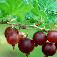 Black Velvet gooseberry plant with dark purple ripe berries growing on branch