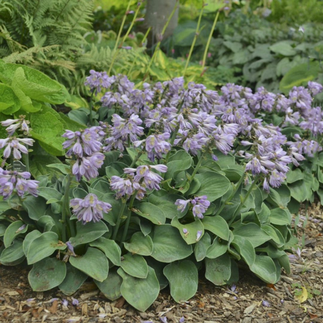 hostas elephant ear plants Hosta Blue Mouse Ears