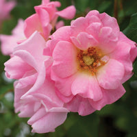 Blushing Drift Rose spreading low with soft pink blooms