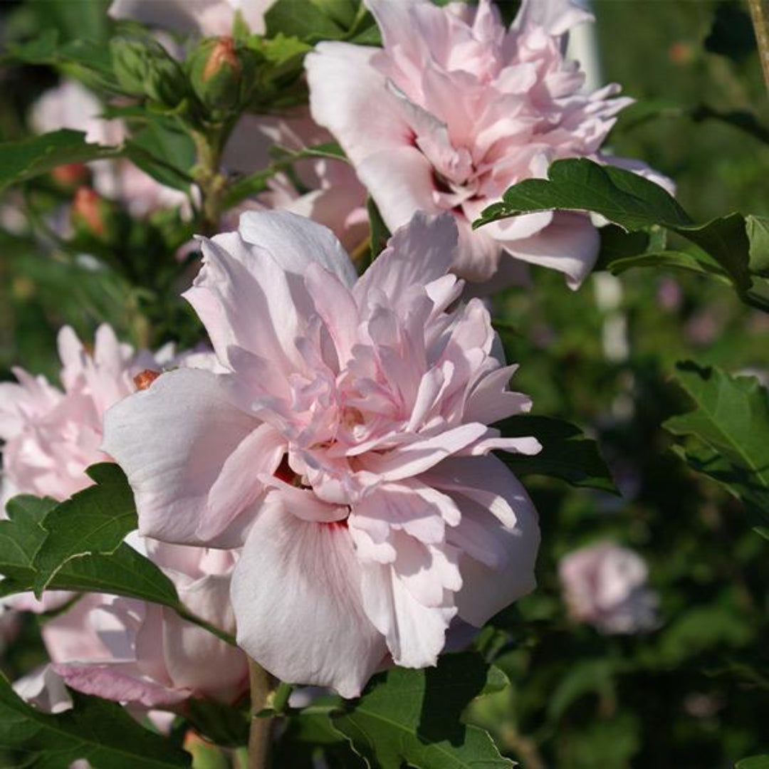 Blushing Bride Althea (Rose of Sharon)