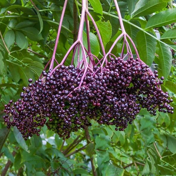 Bob Gordon American Elderberry