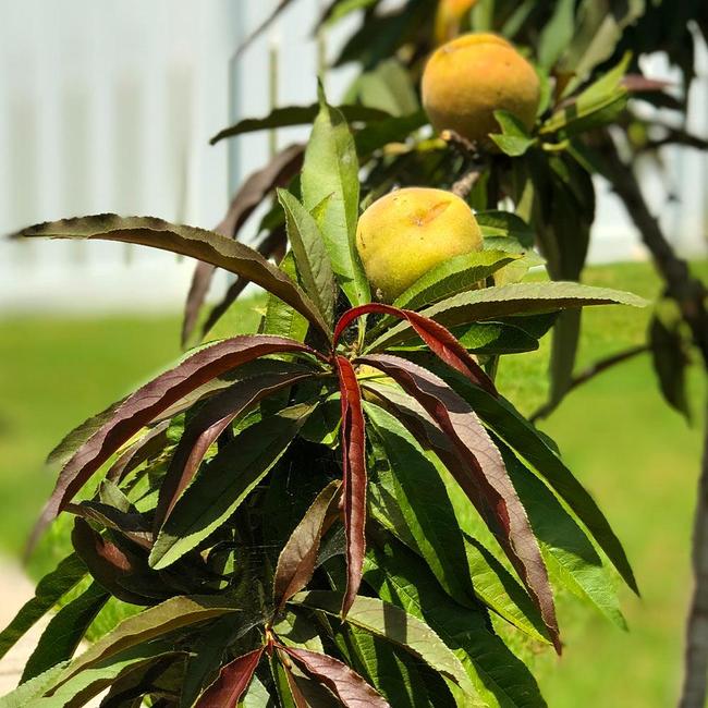 Mandarin Bonfire Patio Peach Tree