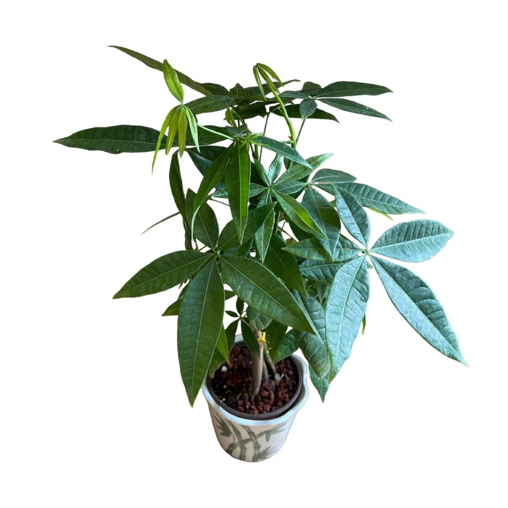 (Ceramic Pot) Bonsai Money Tree