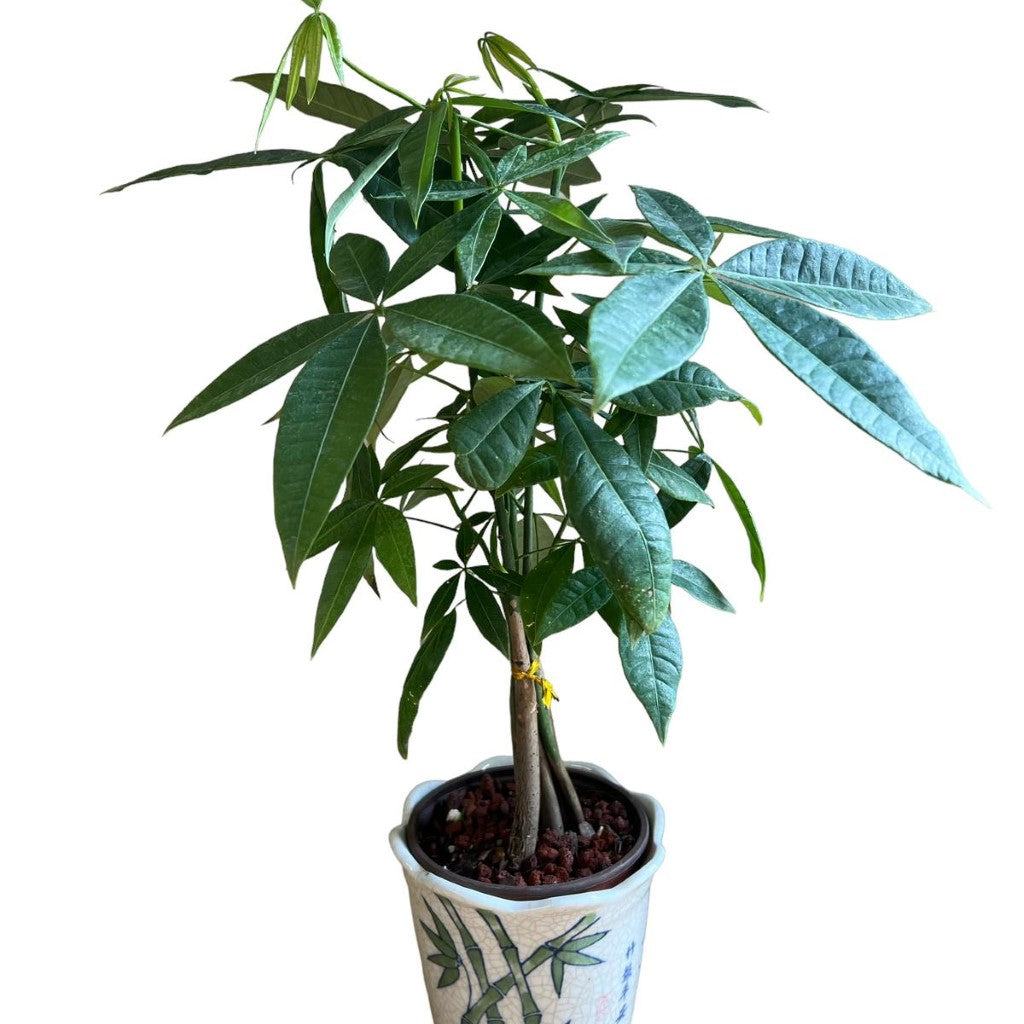 Live Plant: Bonsai Money Tree