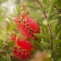 (3 Gallon) Bottle Brush Plant