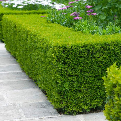 Evergreen Boxwood Shrub for hedges