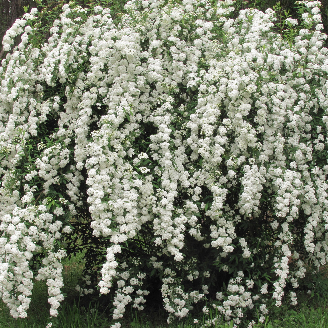 Spiraea Vanhouttei shrub in full white bloom
