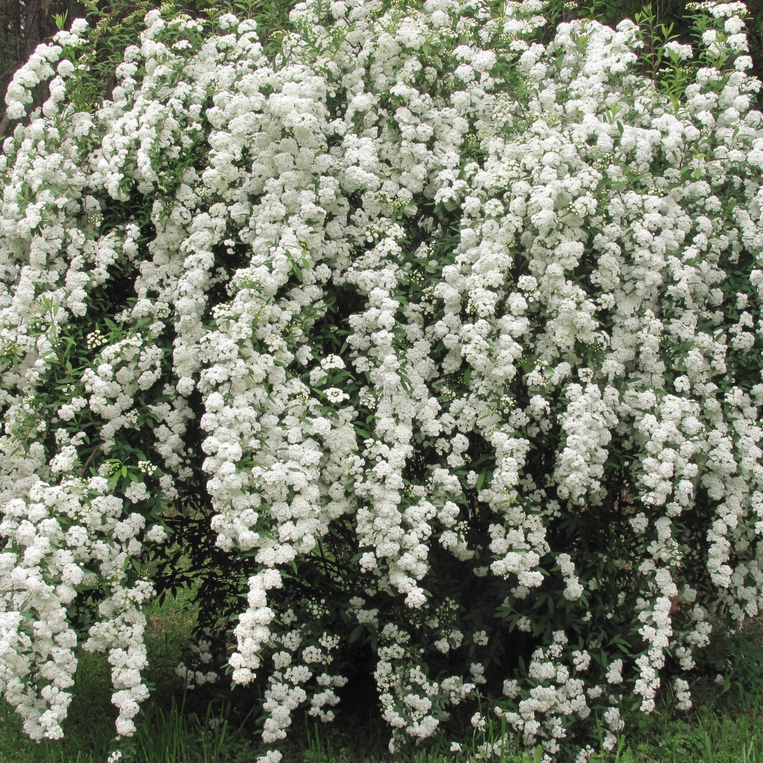 Spiraea Vanhouttei shrub in full white bloom
