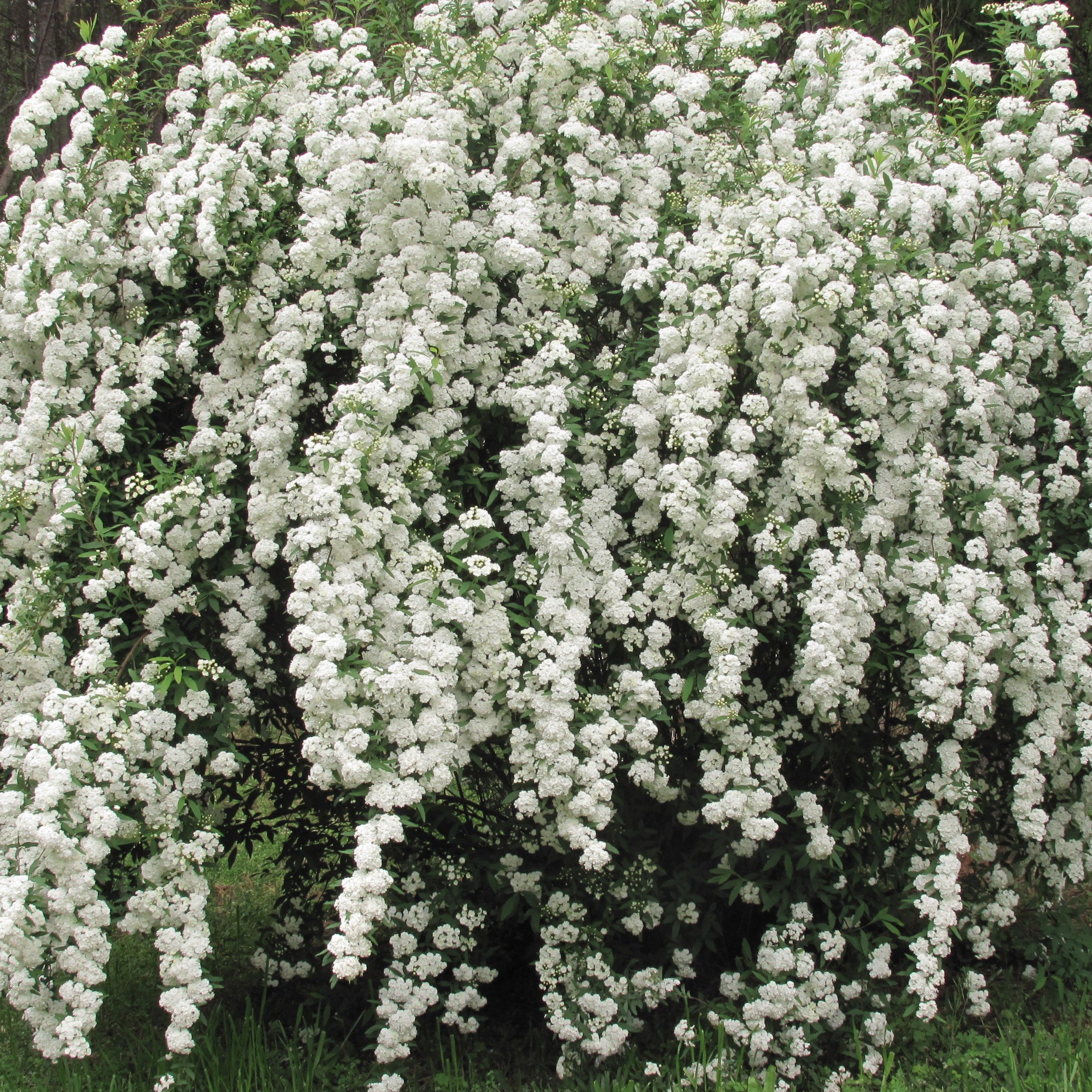 Spiraea Vanhouttei shrub in full white bloom