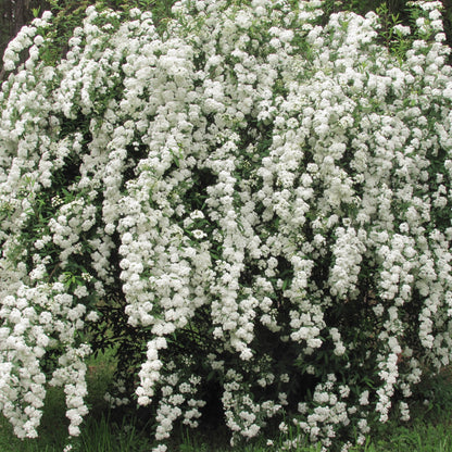 Spiraea Vanhouttei shrub in full white bloom