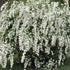 Spiraea Vanhouttei shrub in full white bloom