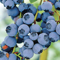 Fresh berries from Brightwell Rabbiteye Blueberry Bush on display