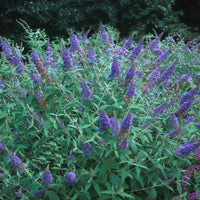 Ellen’s Blue Butterfly Bush with vibrant blue-purple flower clusters in full bloom
