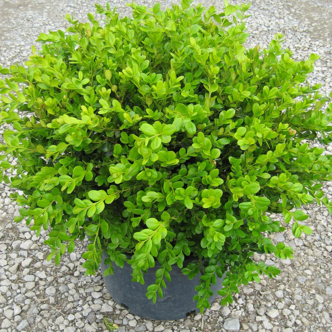 Winter Gem Boxwood