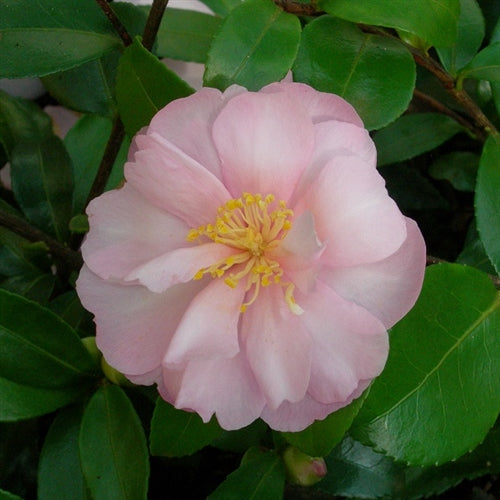 Agnes O. Solomon Camellia-Alluring Soft Pink Blooms