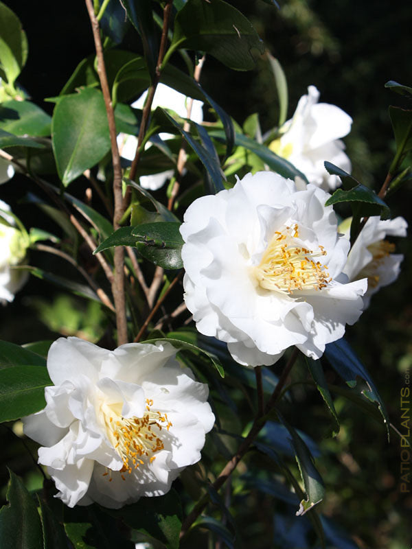 Camellia Emmett Barnes, White, Large Semi-Dbl Bloom