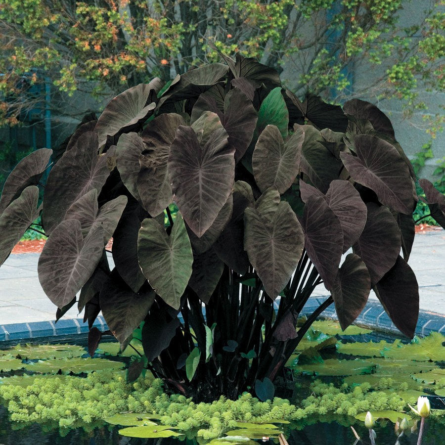 Black Magic Elephant Ear, Great Tropical Look, Mammoth Leaves Can Be More Than 3 Feet Long