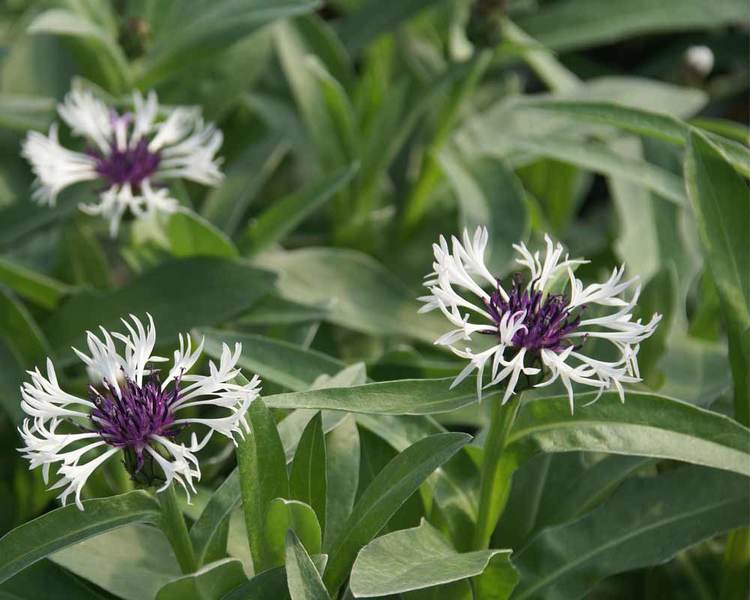 1 Gallon Pot: Centaurea Montana 'Amethyst In Snow' Cornflower Pp18284.Grey-Green Foliage, Low Mounding Form