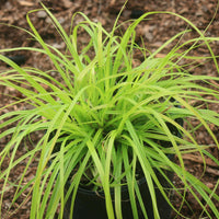 Carex oshimensis Everillo sedge ornamental grass