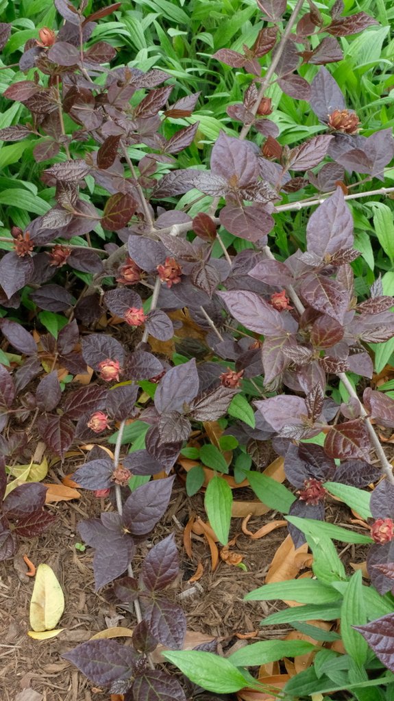 Calycanthus Floridus Var Purpureus 'Burgundy Spice' Sweetshrub