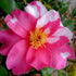 Hybrid Camellia Winter&